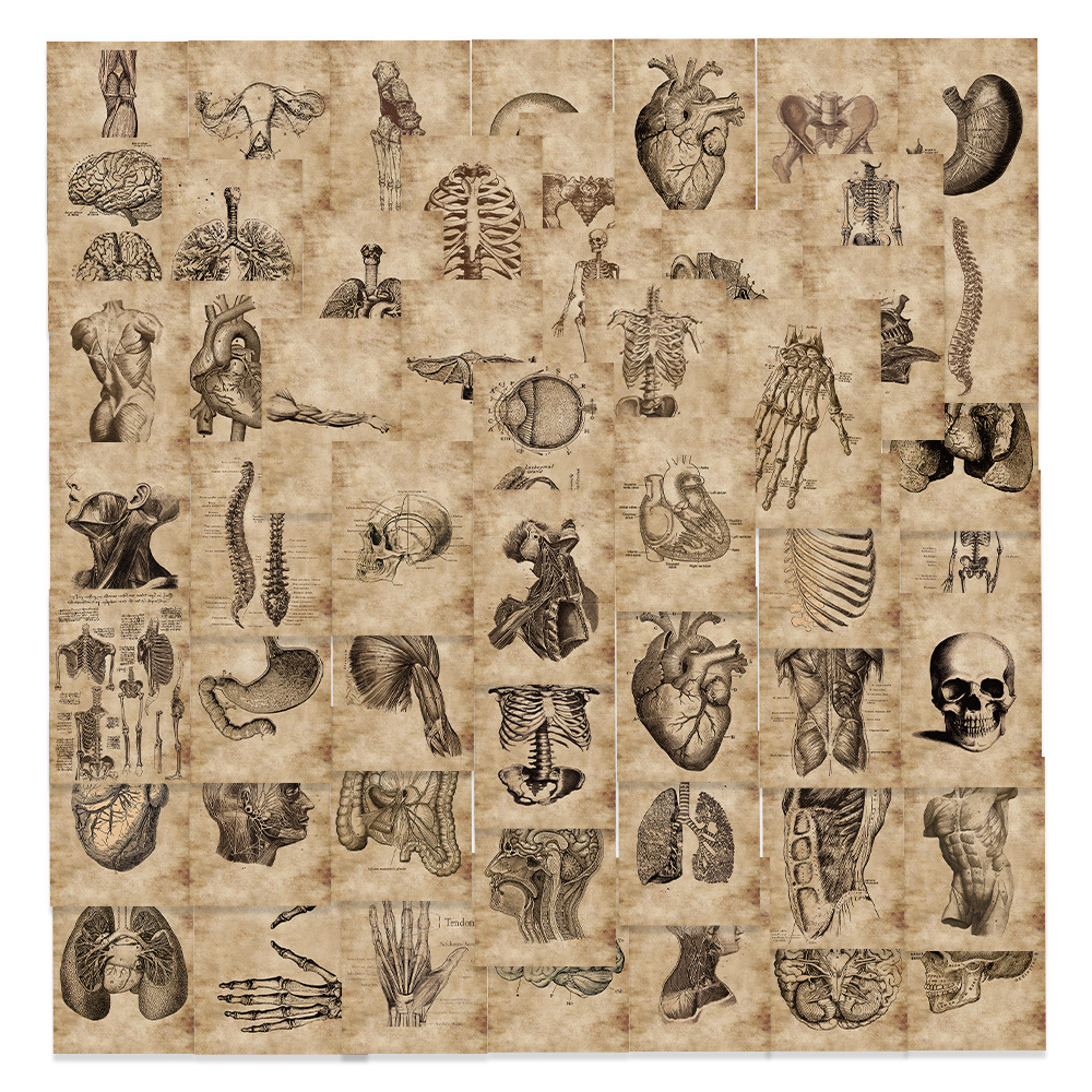 56 cross-border hot selling human organ bone anatomy graffiti stickers refrigerator mobile phone skateboard luggage stickers