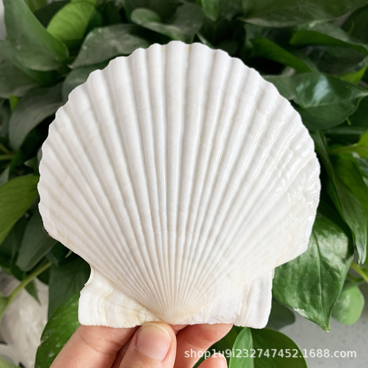 Aibei natural conch shell xiayi shell white shell tableware shell handmade diy white shell batch
