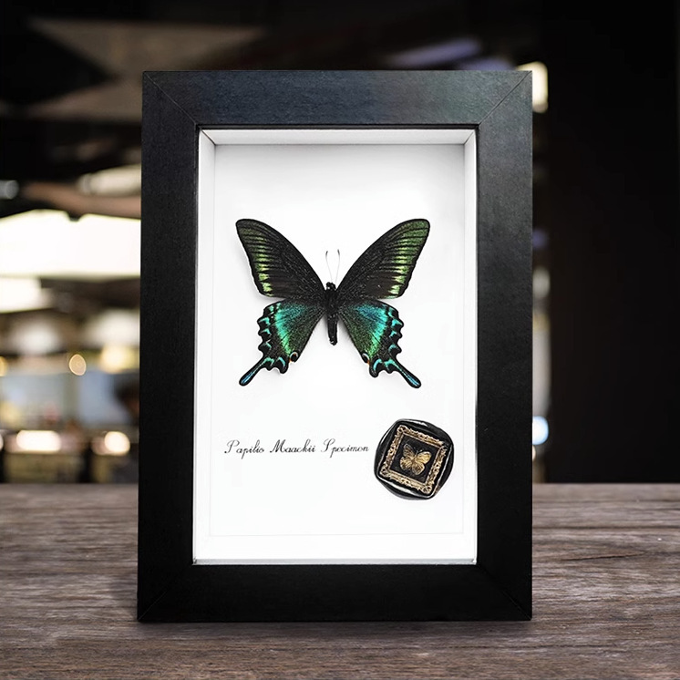 Wooden Glass Hollow Photo Frame Butterfly Insect Specimen Frame DIY Black 6-inch Mounted Self-Mounted 8-inch Display Frame
