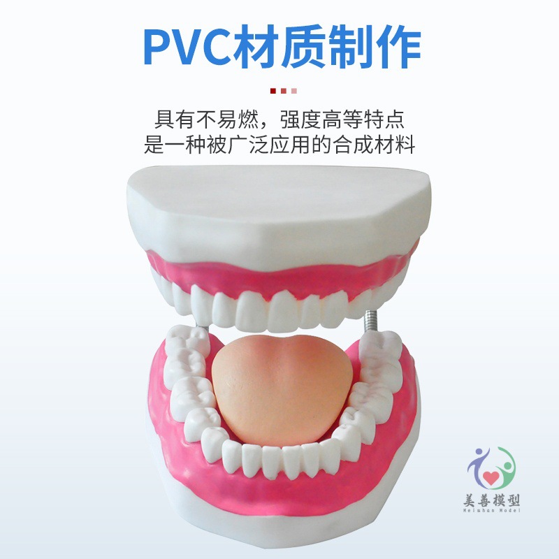 Picture of Kindergarten tooth care tooth teaching human tooth model Care 6 times magnification oral model teeth teaching