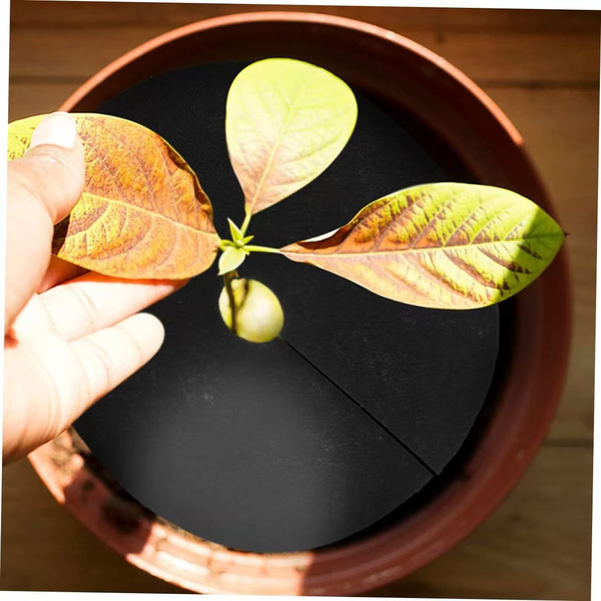 Picture of Non-woven ecological weeding cloth anti-grass cloth gardening cloth fruit tree orchard grass film breathable moisture