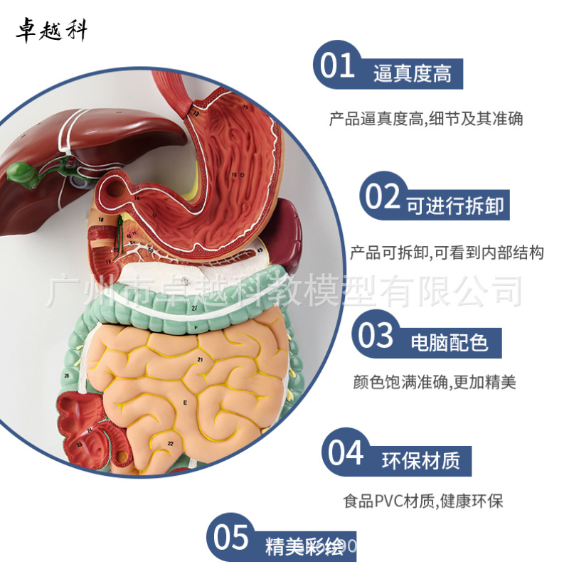 Picture of Human digestive system model digestive tract stomach profile nose throat size gastrointestinal anatomy model anorectal