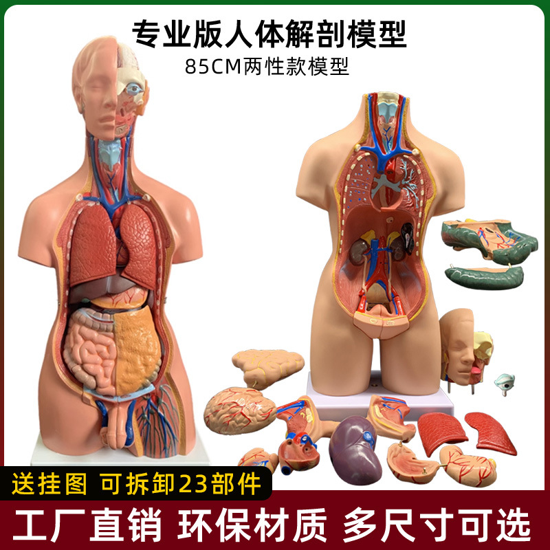 High-end medical internal organs heart system structure trunk human anatomy model puzzle organ detachable