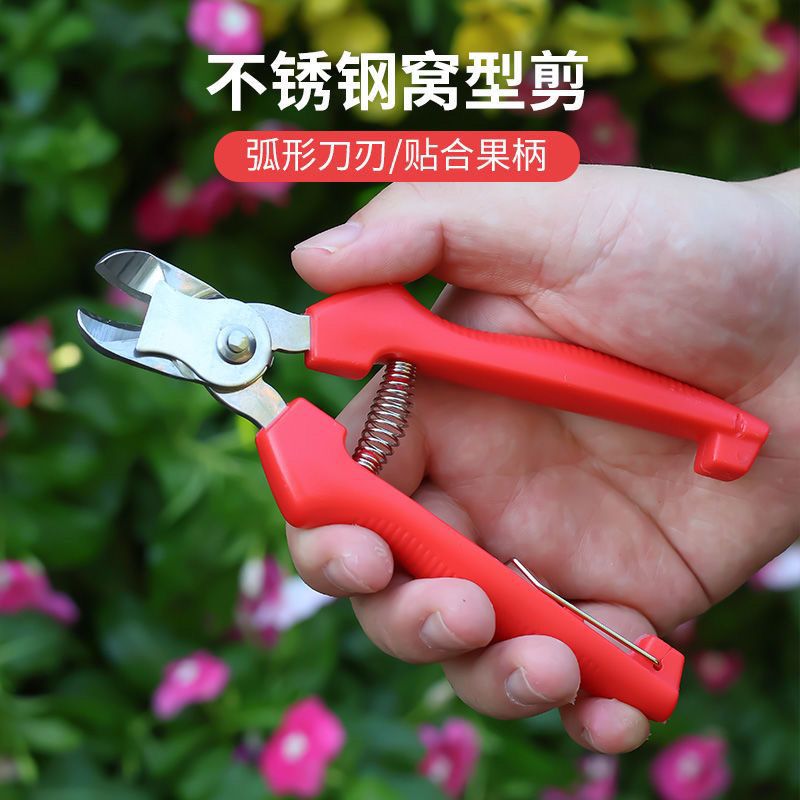 Stainless Steel Nest-type Fruit Picking Shear Tomato Apple Special Orange Picking Shear Fruit Handle Concave Pruning Shear