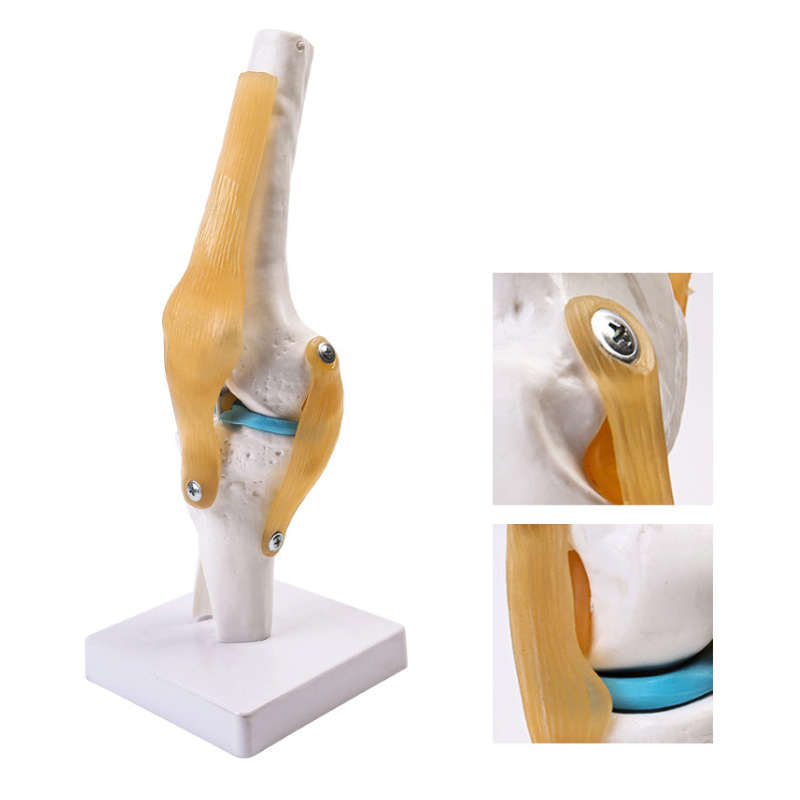 Picture of human knee joint function model human bone joint model muscle knee joint patella model