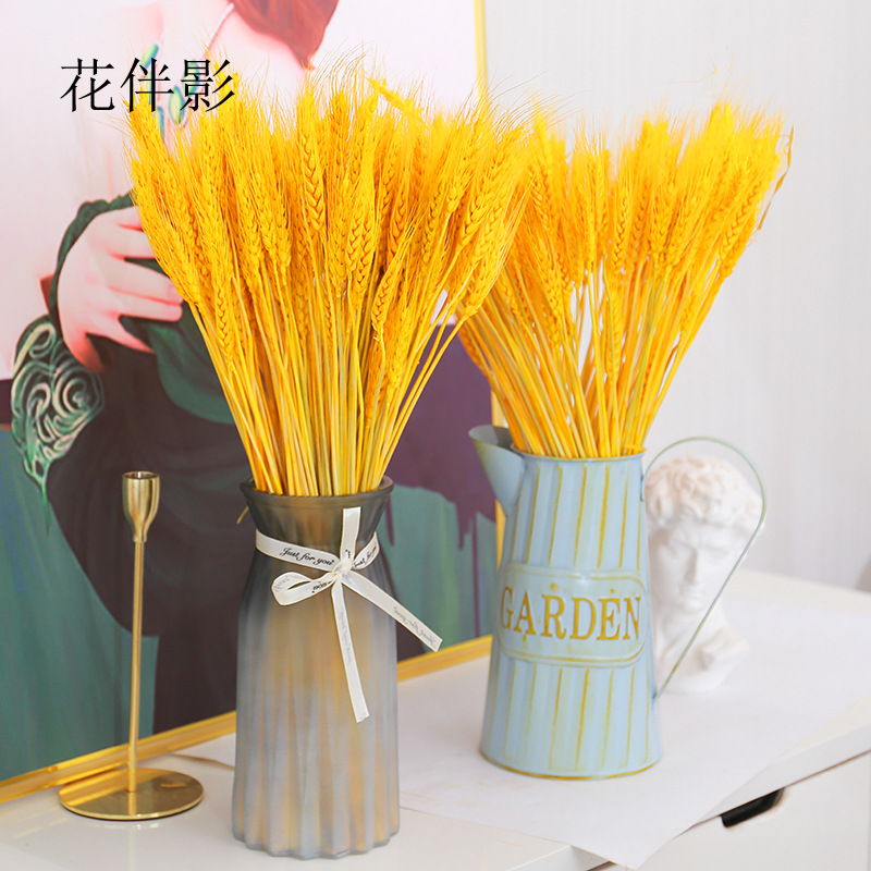 Flower Companion Shadow Barley Dried Flowers Wheat Ear Dried Flowers Golden Barley Opening Flowers Packaging Dried Flowers Golden Barley