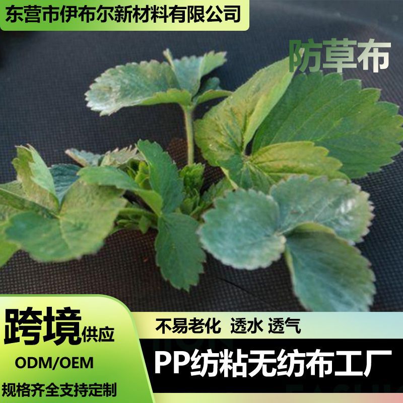 PP weed control fabric in stock, supplying weeding, permeable, water-breathable, and breathable agricultural mulch film, moisture-retaining, biodegradable, horticultural nonwoven fabric factory