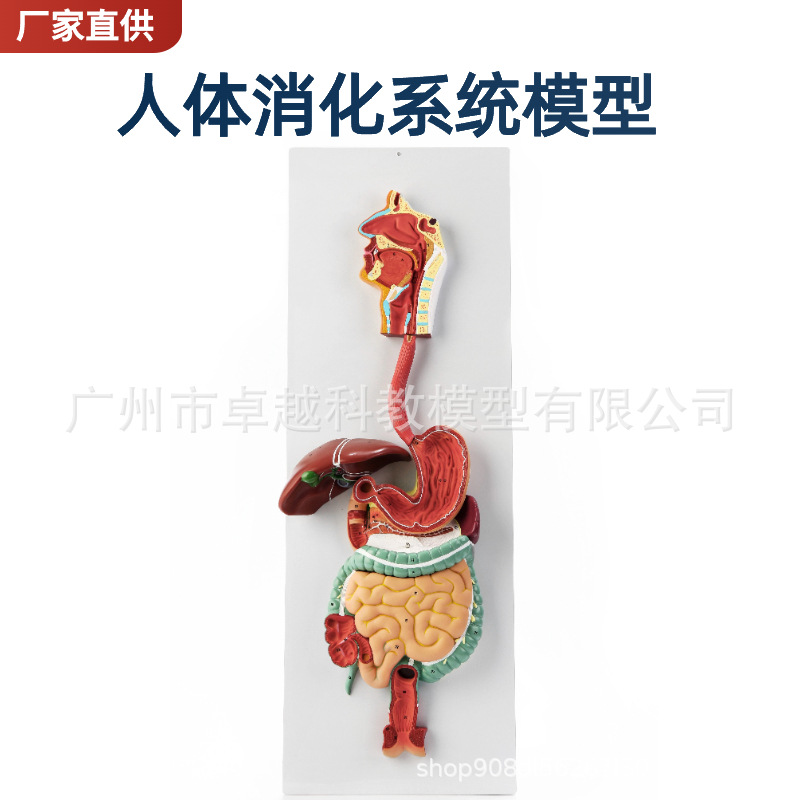 Picture of Human digestive system model digestive tract stomach profile nose throat size gastrointestinal anatomy model anorectal