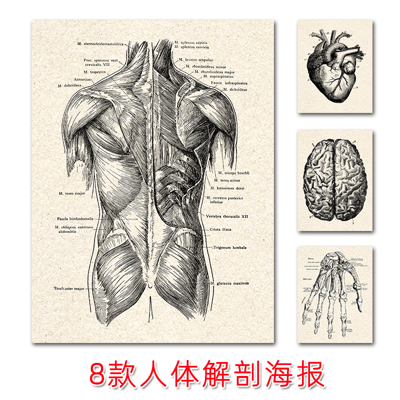AliExpress Human Anatomy Education Poster Spray Painted Canvas Nordic Style Retro Muscle Skeleton Medical Decorative Painting