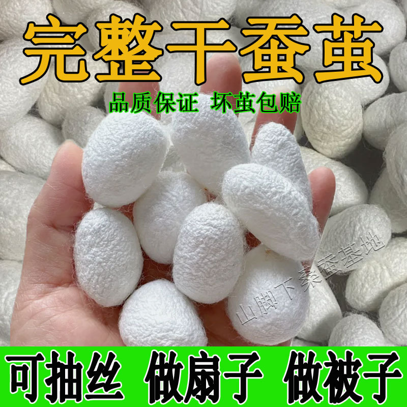 Natural drying complete silkworm pupae mulberry silkworm cocoon silk drawing hand-painted display silk cocoon shell mulberry silk fan silk cocoon cocoon