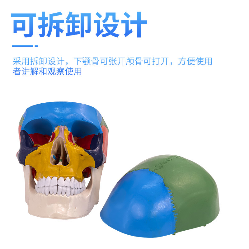 Picture of Medical human skull Model 1:1 simulation skull model Neurology color skull function partition