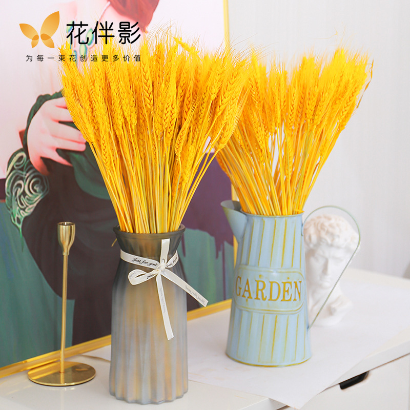 Flower Companion Shadow Barley Dried Flowers Natural Wheat Ear Dried Flowers Golden Barley Opening Flowers Packaging Dried Flowers Golden Barley